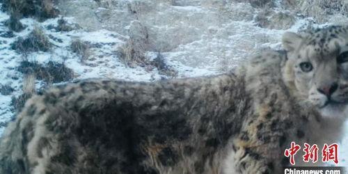 雪豹视频,野生王国中的神秘猎手