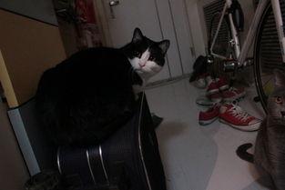 狸猫视频,揭秘萌宠日常，带你领略动物界的趣味瞬间